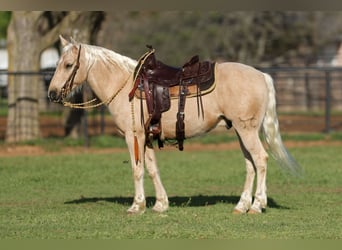 Quarter Pony, Wałach, 8 lat, 137 cm, Izabelowata