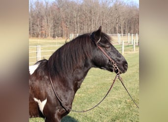 Quarter Pony, Wałach, 8 lat, 137 cm, Srokata