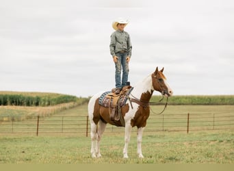 Quarter Pony, Wałach, 8 lat, 142 cm, Srokata