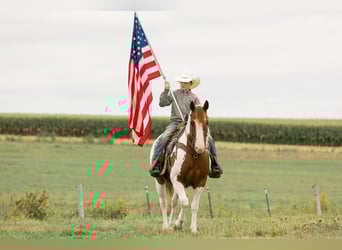 Quarter Pony, Wałach, 8 lat, 142 cm, Srokata