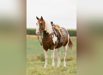 Quarter Pony, Wałach, 8 lat, 142 cm, Srokata