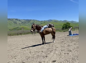 Quarter Pony, Wałach, 8 lat, 152 cm, Jelenia