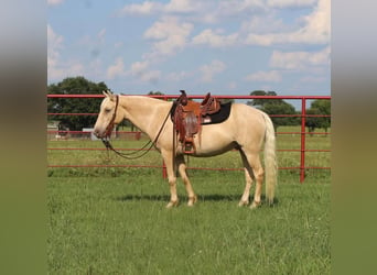 Quarter Pony, Wałach, 8 lat, Szampańska