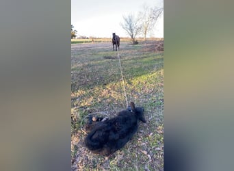 Quarter Pony, Wałach, 9 lat, 130 cm, Kara