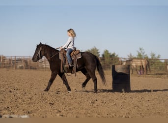 Quarter Pony, Wallach, 10 Jahre, 127 cm, Rappe