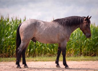 Quarter Pony, Wallach, 10 Jahre, 132 cm, Roan-Blue
