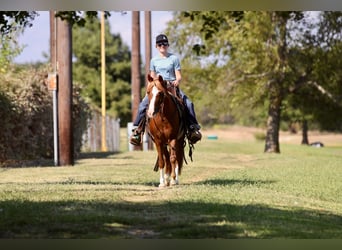 Quarter Pony, Wallach, 10 Jahre, 132 cm, Rotfuchs