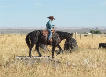 Quarter Pony, Wallach, 10 Jahre, 137 cm, Rappe