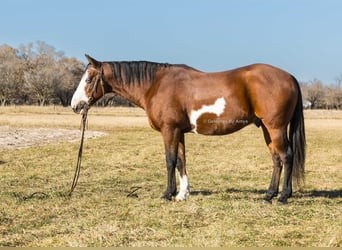 Quarter Pony, Wallach, 10 Jahre, 140 cm, Rotbrauner