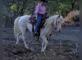 Quarter Pony, Wallach, 10 Jahre, 140 cm, Schecke