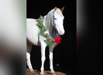 Quarter Pony, Wallach, 10 Jahre, 140 cm, Schecke