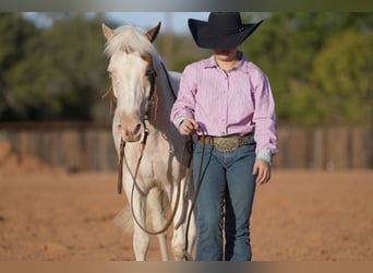 Quarter Pony, Wallach, 10 Jahre, 140 cm, Schecke