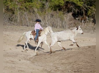 Quarter Pony, Wallach, 10 Jahre, 140 cm, Schecke