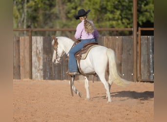 Quarter Pony, Wallach, 10 Jahre, 140 cm, Schecke