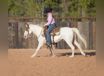 Quarter Pony, Wallach, 10 Jahre, 140 cm, Schecke