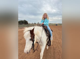 Quarter Pony, Wallach, 10 Jahre, 140 cm, Schecke