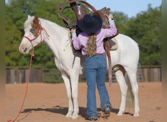 Quarter Pony, Wallach, 10 Jahre, 140 cm, Schecke
