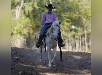 Quarter Pony, Wallach, 10 Jahre, 140 cm, Schecke