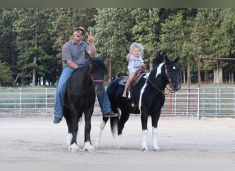 Quarter Pony Mix, Wallach, 10 Jahre, 140 cm, Schecke