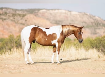 Quarter Pony, Wallach, 10 Jahre, 142 cm, Schecke