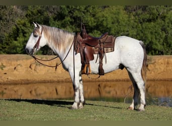 Quarter Pony, Wallach, 10 Jahre, 142 cm, Schimmel