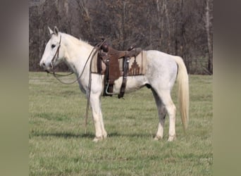 Quarter Pony, Wallach, 10 Jahre, 142 cm, Tobiano-alle-Farben