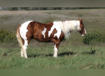 Quarter Pony, Wallach, 10 Jahre, 147 cm, Schecke