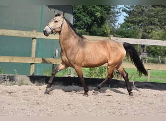 Quarter Pony, Wallach, 10 Jahre, 155 cm, Buckskin
