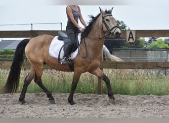 Quarter Pony, Wallach, 10 Jahre, 155 cm, Buckskin