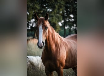 Quarter Pony, Wallach, 10 Jahre, 163 cm, Fuchs