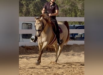 Quarter Pony, Wallach, 10 Jahre, Buckskin