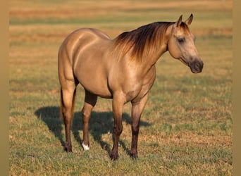 Quarter Pony, Wallach, 10 Jahre, Buckskin