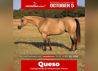 Quarter Pony, Wallach, 10 Jahre, Buckskin