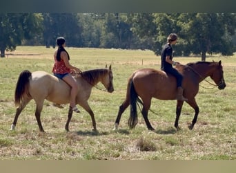 Quarter Pony, Wallach, 10 Jahre, Buckskin
