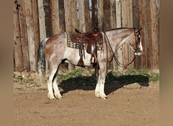 Quarter Pony, Wallach, 10 Jahre, Roan-Red