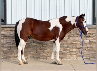 Quarter Pony, Wallach, 10 Jahre, Schecke