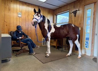 Quarter Pony, Wallach, 10 Jahre, Schecke
