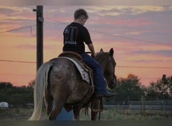 Quarter Pony, Wallach, 11 Jahre, 130 cm, Rotfuchs