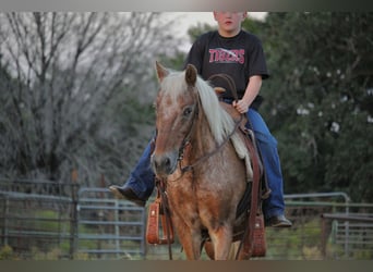 Quarter Pony, Wallach, 11 Jahre, 130 cm, Rotfuchs