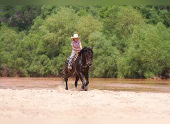 Quarter Pony, Wallach, 11 Jahre, 132 cm, Rotbrauner