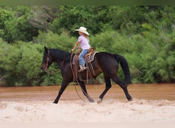 Quarter Pony, Wallach, 11 Jahre, 132 cm, Rotbrauner