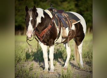 Quarter Pony, Wallach, 11 Jahre, 132 cm, Schecke