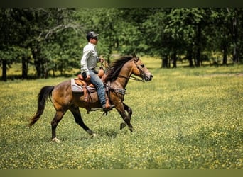 Quarter Pony, Wallach, 11 Jahre, 137 cm, Buckskin
