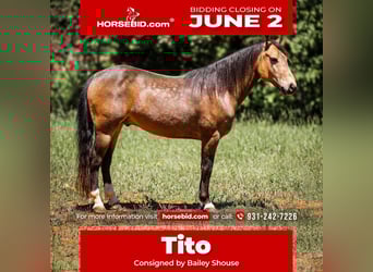 Quarter Pony, Wallach, 11 Jahre, 137 cm, Buckskin