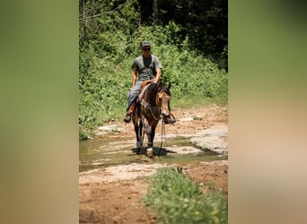 Quarter Pony, Wallach, 11 Jahre, 137 cm, Buckskin