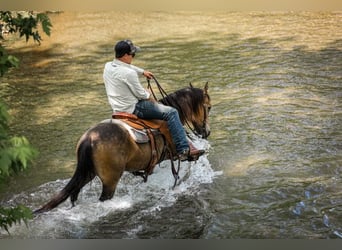 Quarter Pony, Wallach, 11 Jahre, 137 cm, Buckskin