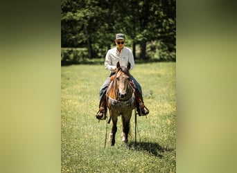Quarter Pony, Wallach, 11 Jahre, 137 cm, Buckskin