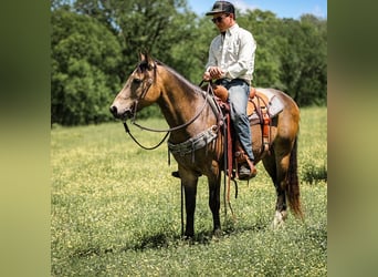 Quarter Pony, Wallach, 11 Jahre, 137 cm, Buckskin