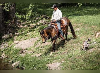 Quarter Pony, Wallach, 11 Jahre, 137 cm, Buckskin