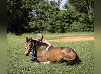 Quarter Pony, Wallach, 11 Jahre, 137 cm, Buckskin